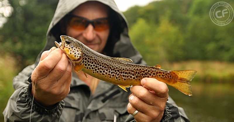 sezon na pstrąga potokowego
